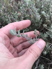 Extriplex californica