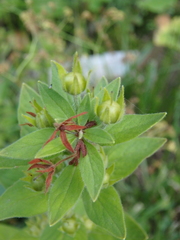 Lysimachia verticillaris