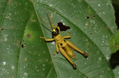 Ommatolampis perspicillata