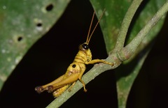 Ommatolampis perspicillata
