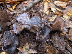 Hydnellum fuscoindicum