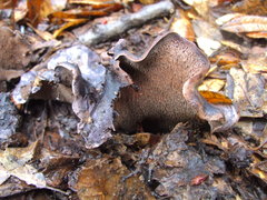 Hydnellum fuscoindicum