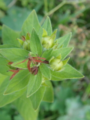 Lysimachia verticillaris