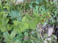 Lysimachia verticillaris
