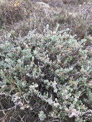 Extriplex californica