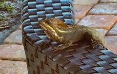 Basiliscus vittatus
