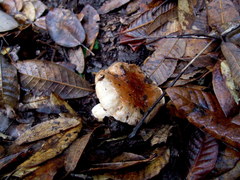 Tricholoma manzanitae