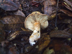 Tricholoma manzanitae