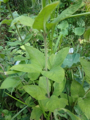 Lysimachia verticillaris