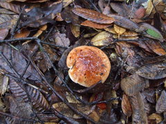 Tricholoma manzanitae