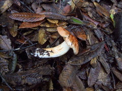 Tricholoma manzanitae