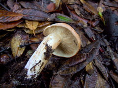 Tricholoma manzanitae