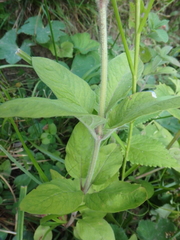 Lysimachia verticillaris