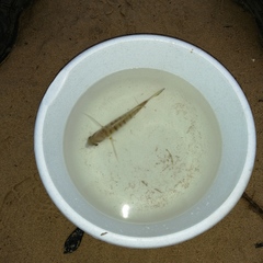 Rhabdosargus holubi