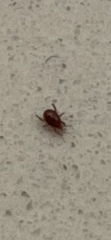 Parasitiformes