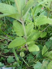 Lysimachia verticillaris