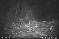 Didelphis marsupialis