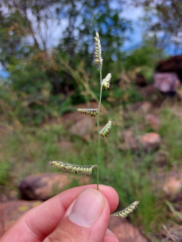 Image of Urochloa nigropedata by (c) Manuel R Popp, some rights reserved (CC BY)