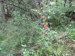 Lamourouxia rhinanthifolia