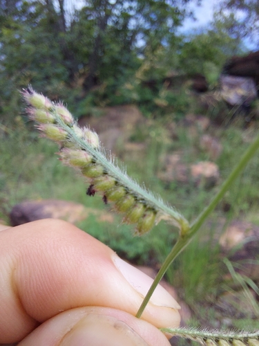 Image of Urochloa nigropedata by (c) Manuel R Popp, some rights reserved (CC BY)