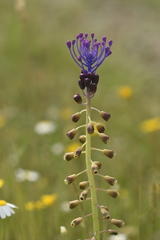 Muscari comosum