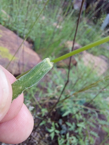 Image of Urochloa nigropedata by (c) Manuel R Popp, some rights reserved (CC BY)