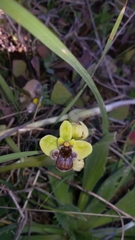 Ophrys bombyliflora