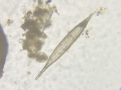 Lagenidae