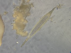 Lagenidae