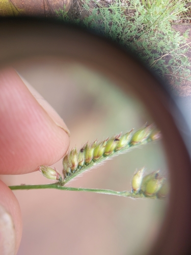 Image of Urochloa nigropedata by (c) Manuel R Popp, some rights reserved (CC BY)