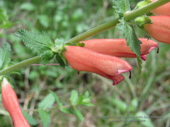 Lamourouxia rhinanthifolia
