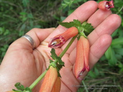 Lamourouxia rhinanthifolia