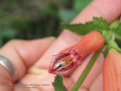 Lamourouxia rhinanthifolia