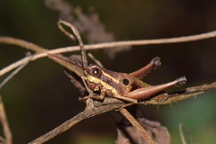 Ommatolampis perspicillata