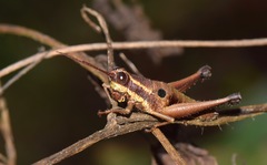 Ommatolampis perspicillata
