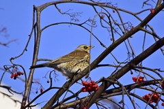 Turdus pilaris
