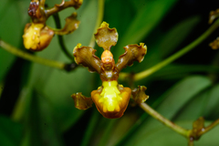Cyrtochilum cimiciferum