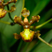 Cyrtochilum cimiciferum - Photo (c) Lucely L. Vilca Bustamante, some rights reserved (CC BY-NC), uploaded by Lucely L. Vilca Bustamante