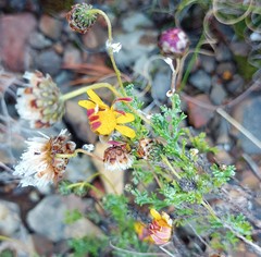 Ursinia discolor