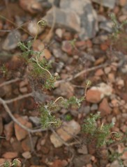 Ursinia discolor