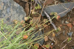 Ursinia discolor