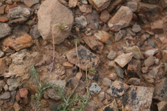 Ursinia discolor