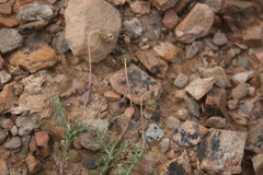 Ursinia discolor