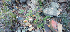 Ursinia discolor