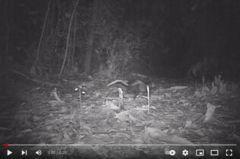 Didelphis marsupialis