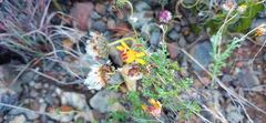 Ursinia discolor