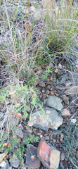 Ursinia discolor
