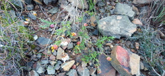 Ursinia discolor