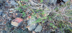 Ursinia discolor