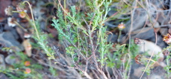 Ursinia discolor